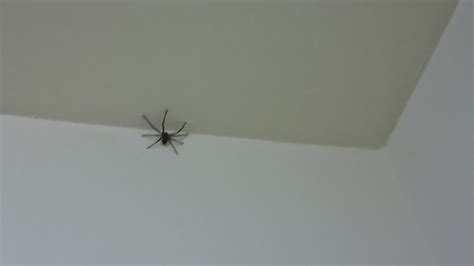 彌勒佛擺設 房間 一直 出現 小蜘蛛